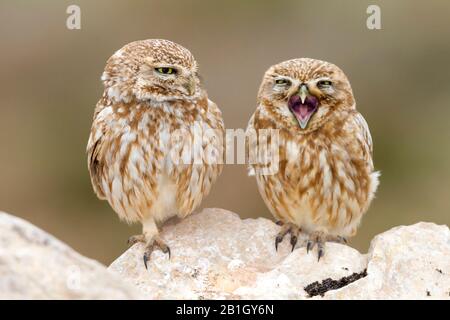 Saharian kleine Eule (Athene noctua Saharae, Athene Saharae), lustige Paar auf einem Felsen, Marokko Stockfoto