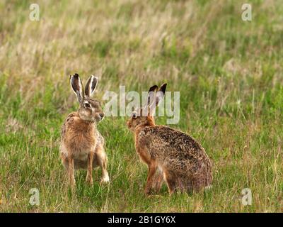 Europäischer Hase, brauner Hase (Lepus europaeus), Paar brauner Hasen, die im Frühjahr auf einer Wiese sitzen, Österreich, dem burgenländischen Neusiedler See Nationalpark Stockfoto