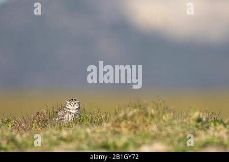 Westeuropäische Kleine Eule (Athene noctua vidalii, Athene vidalii), männlich am Boden, Spanien Stockfoto