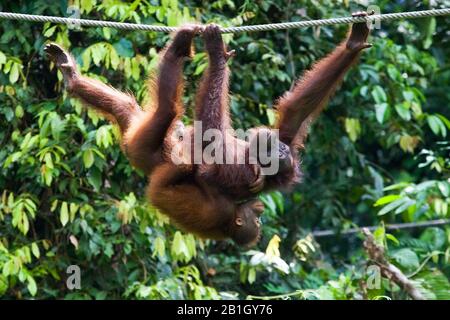 Bornean orangutan (Pongo pygmaeus pygmaeus), Weibchen mit jungen Anstiegen, die an einem Seil hängen, Malaysia, Borneo, Sepilok Orangutan Rehabilitation Center Stockfoto