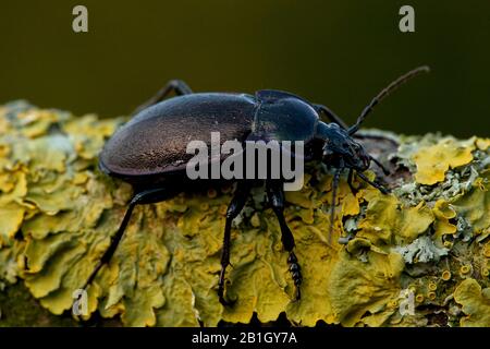 Waldbodenkäfler (Carabus nemoralis), auf einem Ast, Niederlande, Frisia Stockfoto