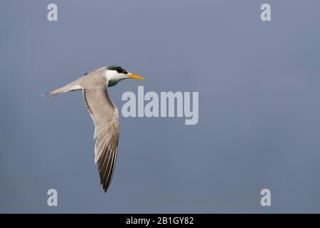 Weniger gekeuertes tern (Thalasseus bengalensis bengalensis, Thalasseus bengalensis), im Flug juvenil, Oman Stockfoto