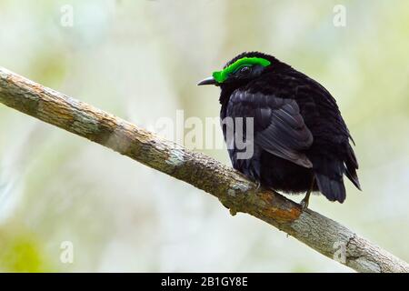 Samtasität (Philepitta castanea), männlich auf einem Zweig, Madagaskar Stockfoto