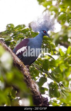 Blaue, bekrönte Taube (Goura cristata), die in einem Baum thront, Papua-Neuguinea Stockfoto