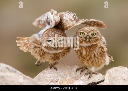 Saharische kleine Eule (Athene noctua saharae, Athene saharae), Paar auf einem Felsen, Marokko Stockfoto