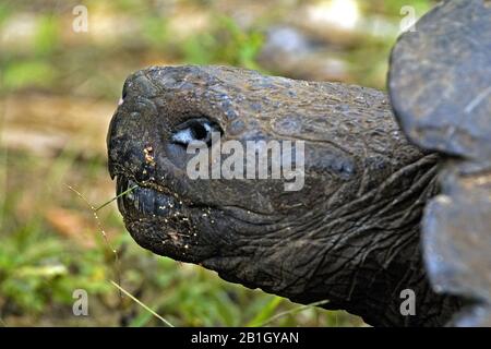 Galapagos Schildkröte, Galapagos Riesenschildkröte (Chelonodis nigra, Geochelone elephantopus, Geochelone nigra, Testudo elephantopus, Chelonoides elephantopus), Porträt, Seitenansicht, Ecuador, Galapagos Inseln Stockfoto