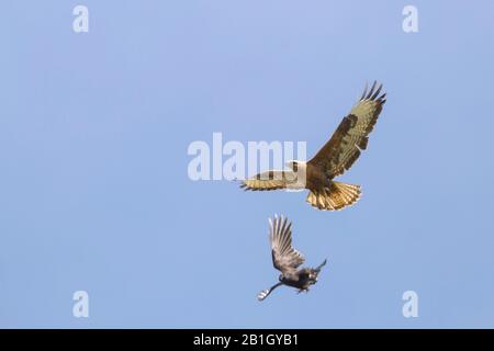 Langbeinige Bussard (Buteo rufinus), wird von einer Krähe in der Flucht angegriffen, Kasachstan Stockfoto