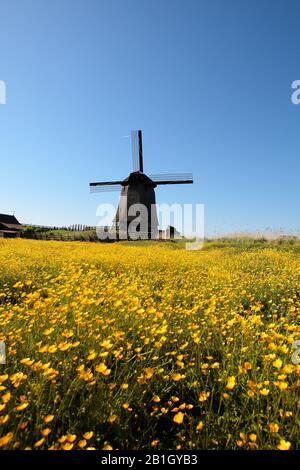 Windmühle Schermerhorn im Frühjahr, Niederlande Stockfoto