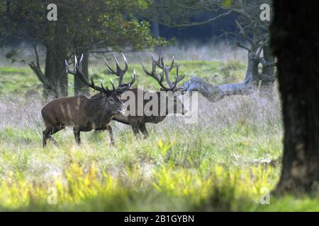 Rotwild (Cervus elaphus), zwei sich widersprechende Stags auf einer Wiese während der Auszeit, Seitenansicht, Dänemark, Neuseeland (Dänemark) Stockfoto