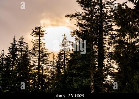 Wunderschöner Winterblick auf einen Sonnenuntergang mit riesigen Kiefern am Grouse Mountain in Vancouver, British Columbia, Kanada. Stockfoto