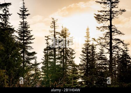 Wunderschöner Winterblick auf einen Sonnenuntergang mit riesigen Kiefern am Grouse Mountain in Vancouver, British Columbia, Kanada. Stockfoto