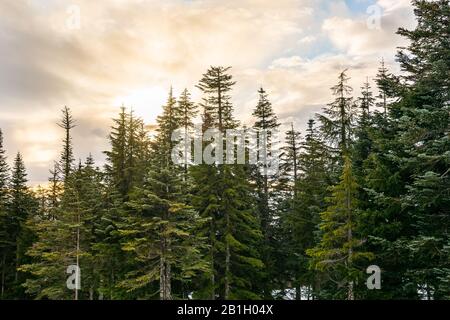 Wunderschöner Winterblick auf einen Sonnenuntergang mit riesigen Kiefern am Grouse Mountain in Vancouver, British Columbia, Kanada. Stockfoto