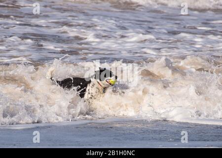 Ein schwarz-weißer Hund mit Tennisball in einer Bruchwelle am Strand. Der Hund ist eine kurze Haargrenze Collie. Stockfoto