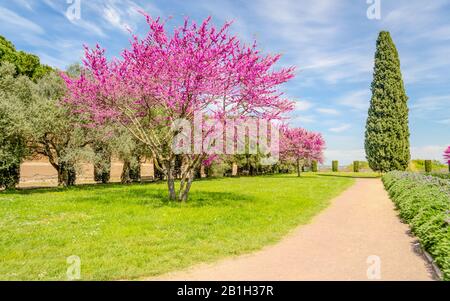 Schöner italienischer Garten mit geblümten Kirschbäumen, Zypressen und Olivenbäumen Stockfoto