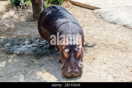 Ein friedliches Flusspferd, das auf Essen im Zoo wartet Stockfoto