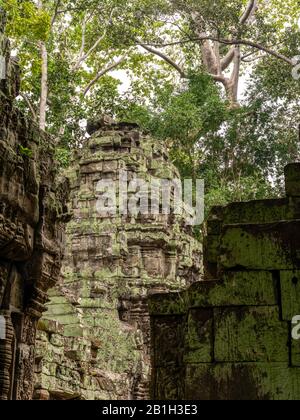 Bild des Ta Prohm Tempels, des photogenen Tempels im Archäologischen Park Angkor Wat, Siem Reap, Kambodscha. Stockfoto