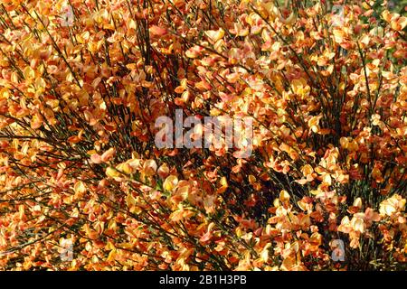 Rot Orange Besen Blumen in Blüte, Cytisus Stockfoto