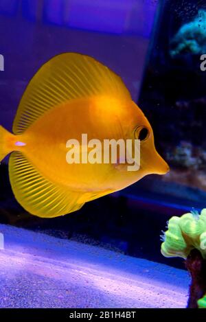 Yellow Tang, hawaiianischer Fisch - ( Zebrasoma flavescens ) Stockfoto