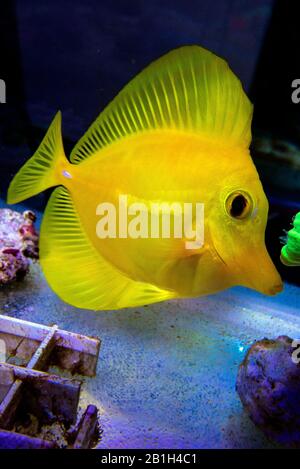 Yellow Tang, hawaiianischer Fisch - ( Zebrasoma flavescens ) Stockfoto