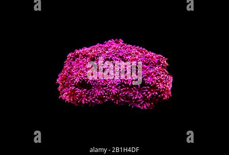 Blumenpot LPS Coral - (Goniopora sp.) Stockfoto