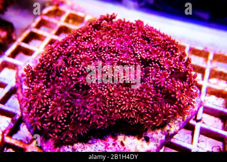 Blumenpot LPS Coral - (Goniopora sp.) Stockfoto