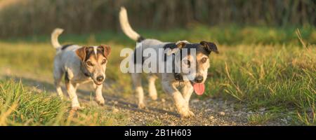 Zwei hübsche Rüschen Russell Terrier Hunde laufen allein auf einem Weg neben Maisfeldern im Herbst, beide Hunde sind 13 und 10 Jahre alt Stockfoto