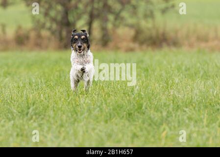 Süßer kleiner Jack Russell Terrier Hund, der über die grüne Wiese läuft Stockfoto