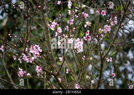 Die Szene der Pfirsichblüte und der Birnenblume, die im Frühling der Sapa-Berge in der Provinz Lao Cai, Vietnam, blüht Stockfoto