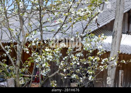 Die Szene der Pfirsichblüte und der Birnenblume, die im Frühling der Sapa-Berge in der Provinz Lao Cai, Vietnam, blüht Stockfoto