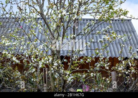 Die Szene der Pfirsichblüte und der Birnenblume, die im Frühling der Sapa-Berge in der Provinz Lao Cai, Vietnam, blüht Stockfoto