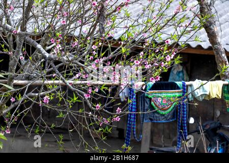 Die Szene der Pfirsichblüte und der Birnenblume, die im Frühling der Sapa-Berge in der Provinz Lao Cai, Vietnam, blüht Stockfoto