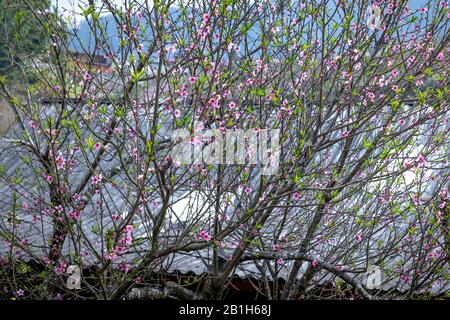 Die Szene der Pfirsichblüte und der Birnenblume, die im Frühling der Sapa-Berge in der Provinz Lao Cai, Vietnam, blüht Stockfoto