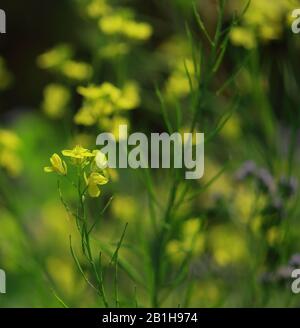Blumen von indischer Senf oder orientalischem Senf (Brassica juncea) auf dem Feld, Landschaft von westbengalen, indien Stockfoto