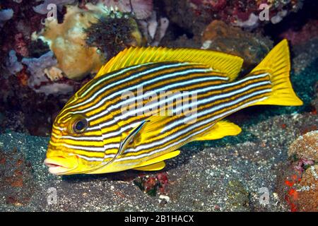 Rippenbonierte Süßlippen, Plectorhinchus polytaenia, die von Blue Streak Cleaner Wrasse, Labroides dimidiatus, gereinigt werden. Tulamen, Bali, Indonesien. Bali Meer, Stockfoto