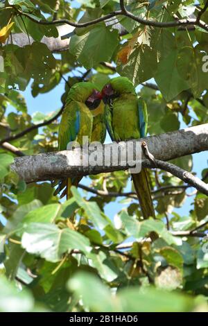 Eine Mople seltener Grüner Aras im Regenwald von Costa Rica Stockfoto