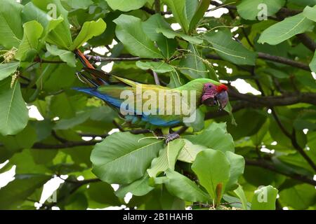 Ein seltenes Großes grünes Makaw im Regenwald von Costa Rica Stockfoto