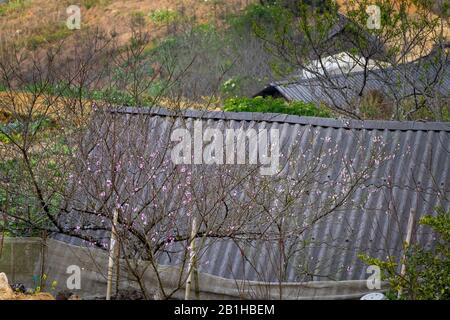 Die Szene der Pfirsichblüte und der Birnenblume, die im Frühling der Sapa-Berge in der Provinz Lao Cai, Vietnam, blüht Stockfoto