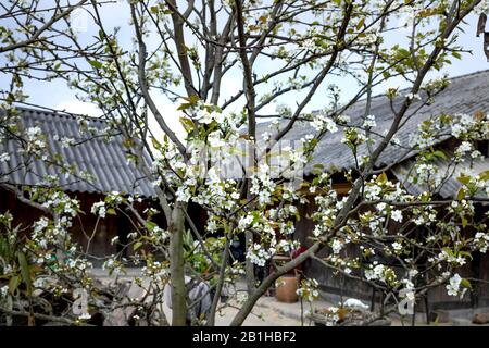 Die Szene der Pfirsichblüte und der Birnenblume, die im Frühling der Sapa-Berge in der Provinz Lao Cai, Vietnam, blüht Stockfoto