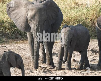 Elefanten trinken aus Löchern in einem trockenen Flussbett in tarangire Stockfoto