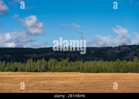 Hellbraune Grasfelder mit grünem Wald dahinter unter einem blauen Himmel mit weißen Wolken. Friedliche und entspannende Umgebung. Stockfoto