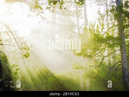 Helles Sonnenlicht scheint durch Bäume und Nebel Stockfoto