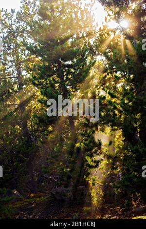 Leuchtend gelbe Sonnenstrahlen leuchten morgens durch Kiefern. Stockfoto