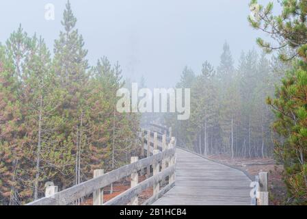 Holzsteg mit Holzschienen Kurven in grünen Wald im Morgennebel. Stockfoto