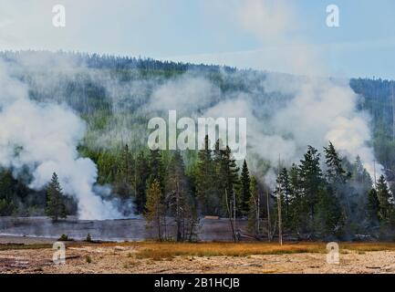 Reinigung von Schmutz und braunem Gras mit grünen Bäumen, heißen Quellen und Wald darüber hinaus. Dampfentlüftung von Geysire. Stockfoto