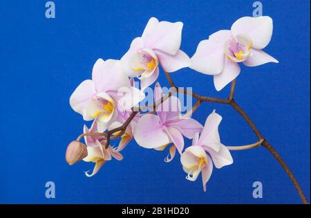 Ein Zweig minaturrosa Orchideen vor blauem Himmelshintergrund. Stockfoto