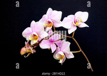 Ein Zweig von Minatur-Orchideen vor schwarzem Hintergrund. Stockfoto