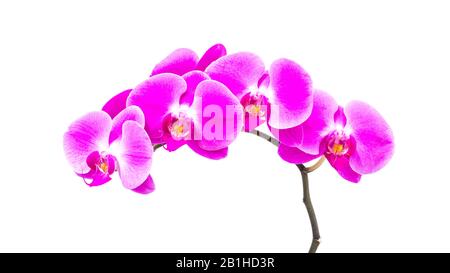 Ein Zweig von Minatur-Orchideen vor weißem Hintergrund. Stockfoto