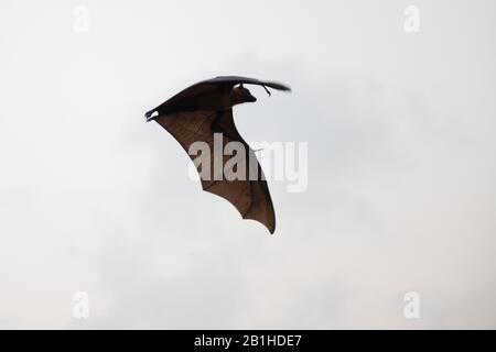 Indischer fliegender Fuchs (Pteropus giganticus) in der Dämmerung über Chennai, Tamil Nadu, Indien im Flug. Stockfoto