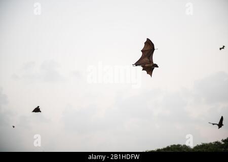 Indischer fliegender Fuchs (Pteropus giganticus) in der Dämmerung über Chennai, Tamil Nadu, Indien im Flug. Stockfoto