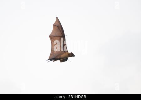 Indischer fliegender Fuchs (Pteropus giganticus) in der Dämmerung über Chennai, Tamil Nadu, Indien im Flug. Stockfoto